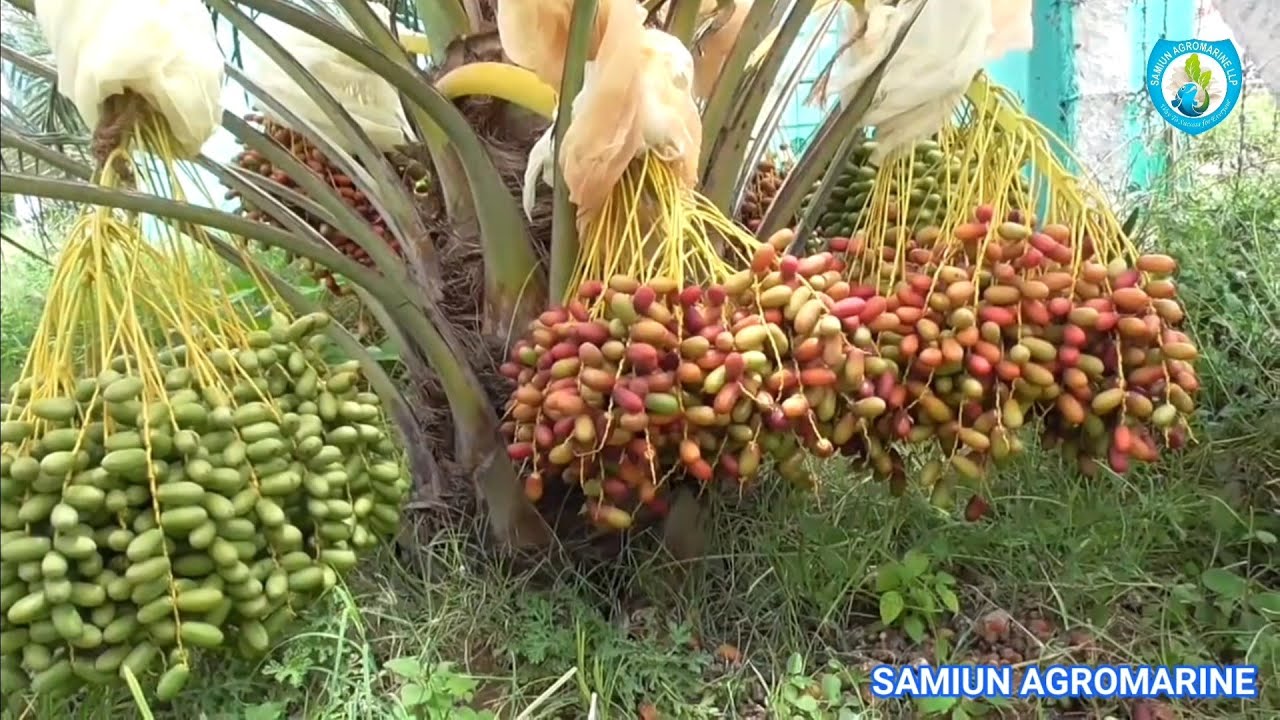 Khajur Farming