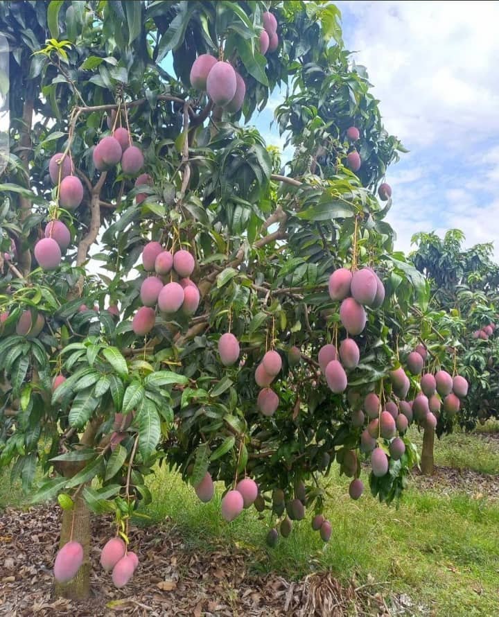 Mango Plants